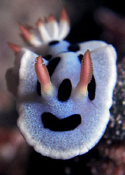 Nudibranch, Bunaken by Doug Anderson 
